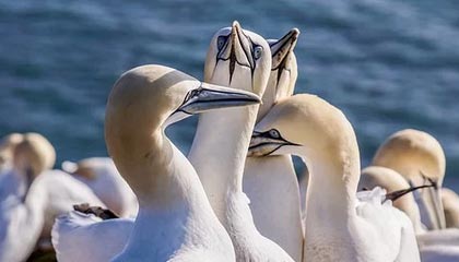 开云体育移动版-勇士连胜不止库里火力全开，nba勇士连胜纪录是多少