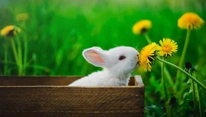 开云体育移动版-勇士连胜不止库里火力全开，nba勇士连胜纪录是多少